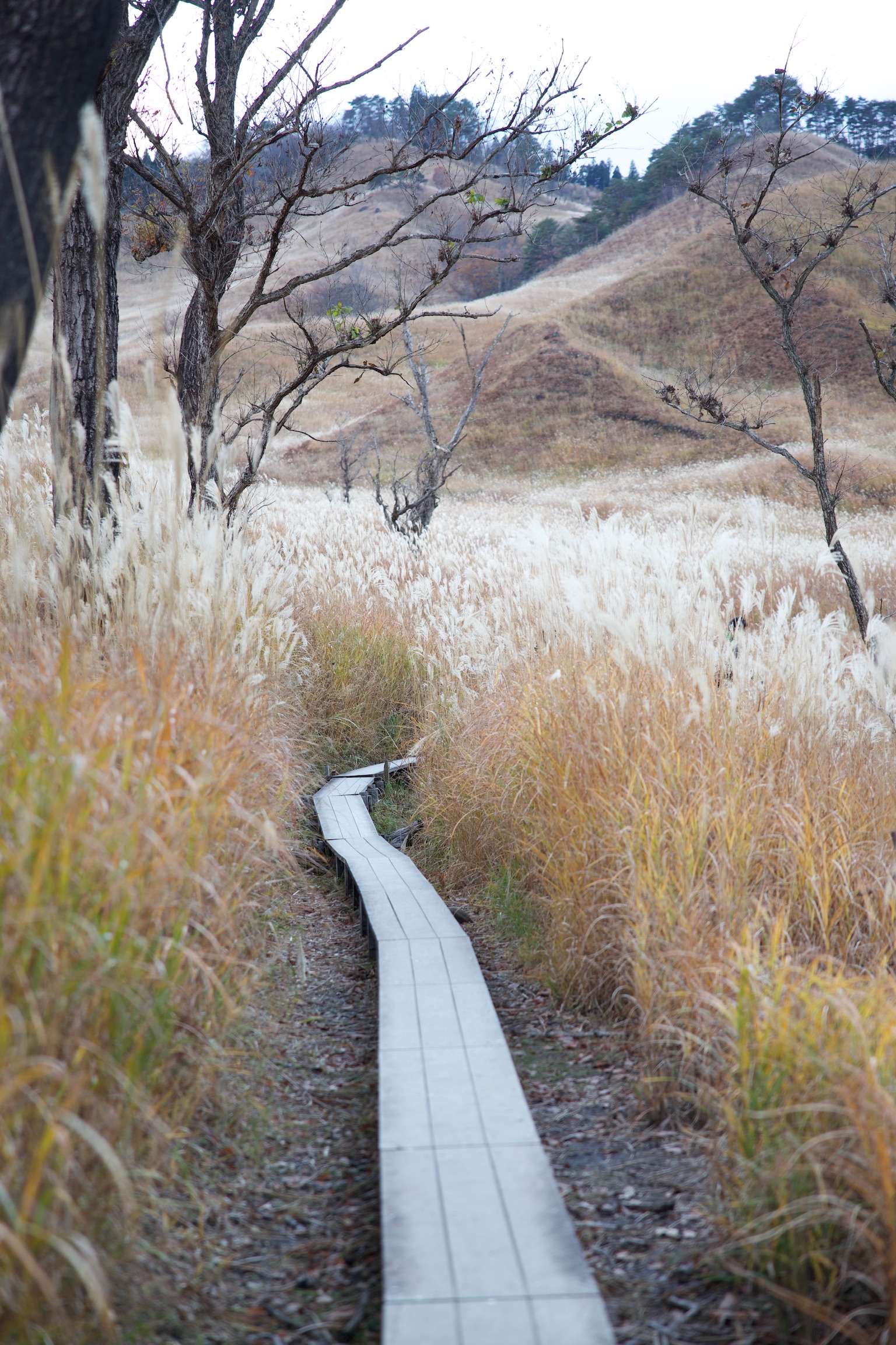 Living in a Homestay in Japan